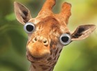 animal fiesta een giraffe met grote ogen